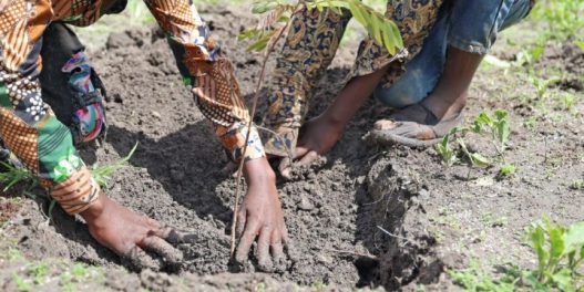 Državni praznik u Keniji: U znak solidarnosti sa žrtvama poplava, danas se širom zemlje sadi drveće