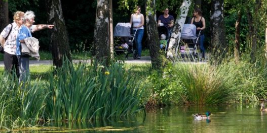 Beč u odgovoru na klimatske promene: Sade se vrste drveća otpornije na vrućine i redovno zalivaju stabla