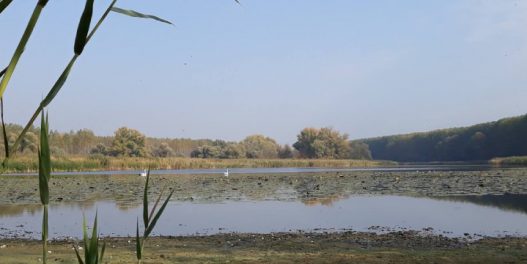 Bara Reva – važna, a nezaštićena prirodna oaza Beograda