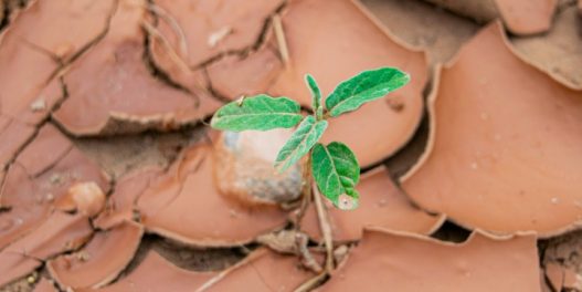 UN: Za svega tridesetak godina, klimatske promene trajno su „osušile” čak tri četvrtine naše planete