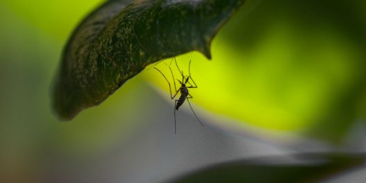 Kako se na efikasan i ekološki odgovoran način možemo izboriti sa komarcima