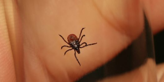 Traje sezona krpelja: Da li ovih zglavkara danas ima više nego nekada?