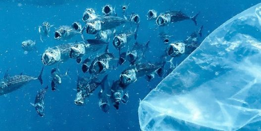 Unesko čisti 50 morskih lokaliteta svetske baštine od plastičnog otpada