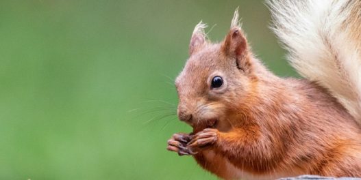 Evropske veverice odolevaju klimatskim promenama, pokazuje nova studija