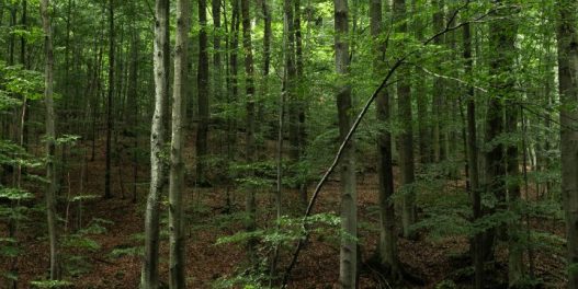 Zašto Srbija nema nijedan lokalitet na Unesko listi svetske prirodne baštine?