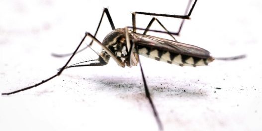 Pao jedan od poslednjih bastiona bez komaraca: Prvi komarci zabeleženi na Islandu