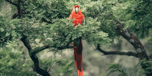 Brazil pokreće novi fond za očuvanje tropskih prašuma. Planirana vrednost: 125 milijardi dolara