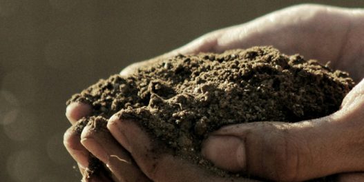 Kako „žive laboratorije“ mogu da ožive zemljišta jugoistočne Srbije