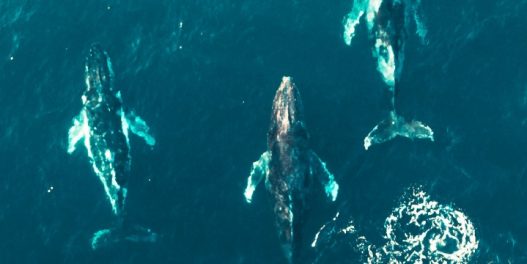 AI „uči” nemušti jezik: Da li veštačka inteligencija može da nam pomogne da razumemo „govor” životinja?