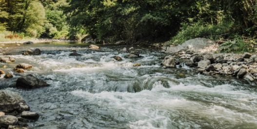 Studenica krije velika bogatstva: Domaći naučnici otkrili su u reci novu strogo zaštićenu vrstu ribe