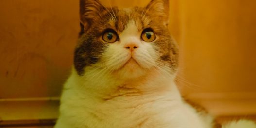 Rak, dijabetes i gojaznost nisu samo bolesti ljudi: Sve ih je više i kod životinja, otkriva nova studija