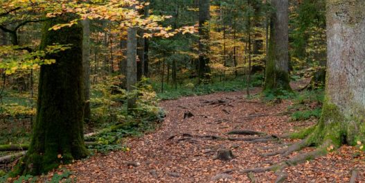 Zašto šume imaju svoje mirise – i kako nam ti mirisi mogu pomoći u njihovom očuvanju?