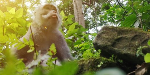 Indonezija objavila tarifnik za ilegalno rudarenje: Kazne idu i do 390 hiljada dolara po hektaru uništene šume