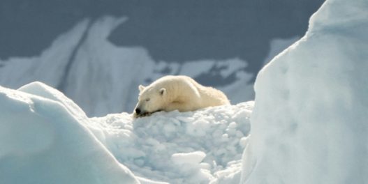 Da li promena DNK-a može obezbediti polarnim medvedima opstanak na toplijoj planeti?