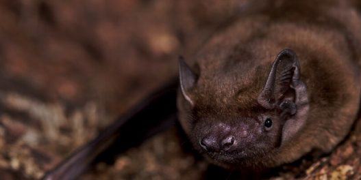 U saradnji komunalaca i aktivista iz Sokobanje, zbrinuto 11 strogo zaštićenih slepih miševa