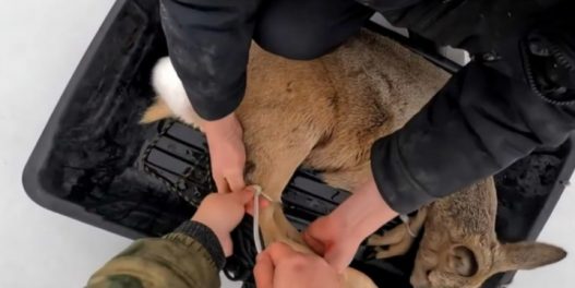Zbog opasnog leda, ribari sankama spasavali srndaće sa jezera u Novosibirsku