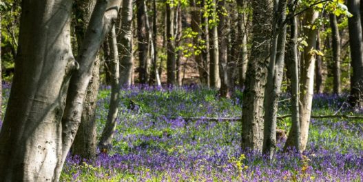 Šuma je zagađenija mikroplastikom od grada: Naučnici objašnjavaju razlog iza ovih neočekivanih saznanja