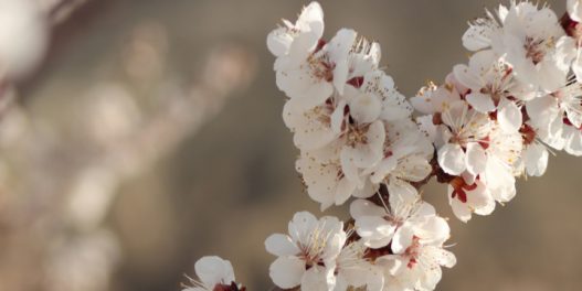 Novo istraživanje pokazuje koliko se vegetacioni period promenio u poslednjih nekoliko decenija u Srbiji. Da li naša poljoprivreda može da se prilagodi?