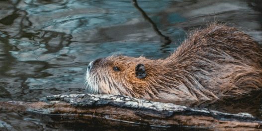 Stvaranjem novih vlažnih staništa, dabrovi nam pomažu i u borbi protiv klimatskih promena