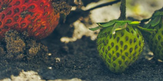 U Srbiji, organska proizvodnja vrši se na manje od 1% korišćenih poljoprivrednih površina