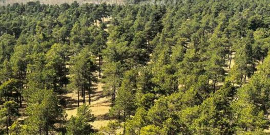 Veliki zeleni zid u Kini transformisao je pustinju u skladište ugljenika, otkrivaju satelitski podaci