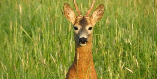 Britanske funte menjaju dizajn: Na novim novčanicama biće divlje životinje i priroda