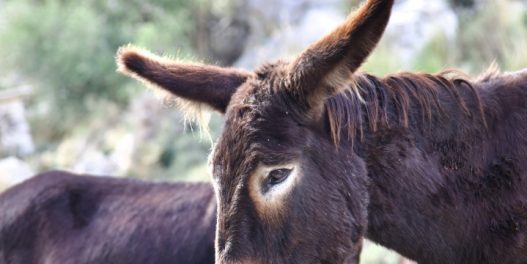 Vatrogasci-vegetarijanci: Kako magareća brigada čuva španski nacionalni park od požara?
