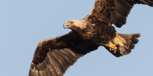 Povratak orlova krstaša u Srbiju: Za svega jednu deceniju, populacija se uvećala sa jednog gnezdećeg para na preko 30