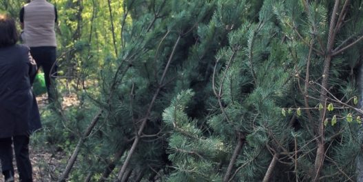 Preko 30 volontera posadilo 130 sadnica na Milićevom brdu u Beogradu