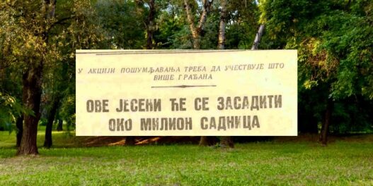 „Ove jeseni će se zasaditi oko milion sadnica”: Pre nego što se obradujete, reč je o naslovu iz novina iz davne 1946. godine