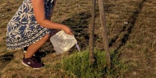 Stanari blokova 70 i 70A na Novom Beogradu uzeli su brigu o zelenilu u svoje ruke. Rezultat je preko hiljadu novih stabala za pet godina