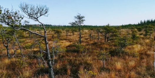 Psst, u nacionalnom parku u Finskoj, u toku je najtiši festival na svetu: Glavna zvezda je priroda